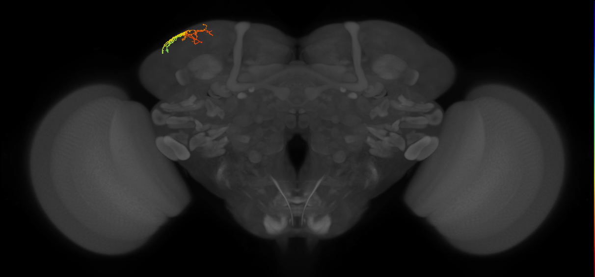 CB1154_L (MaleCNS:155397)