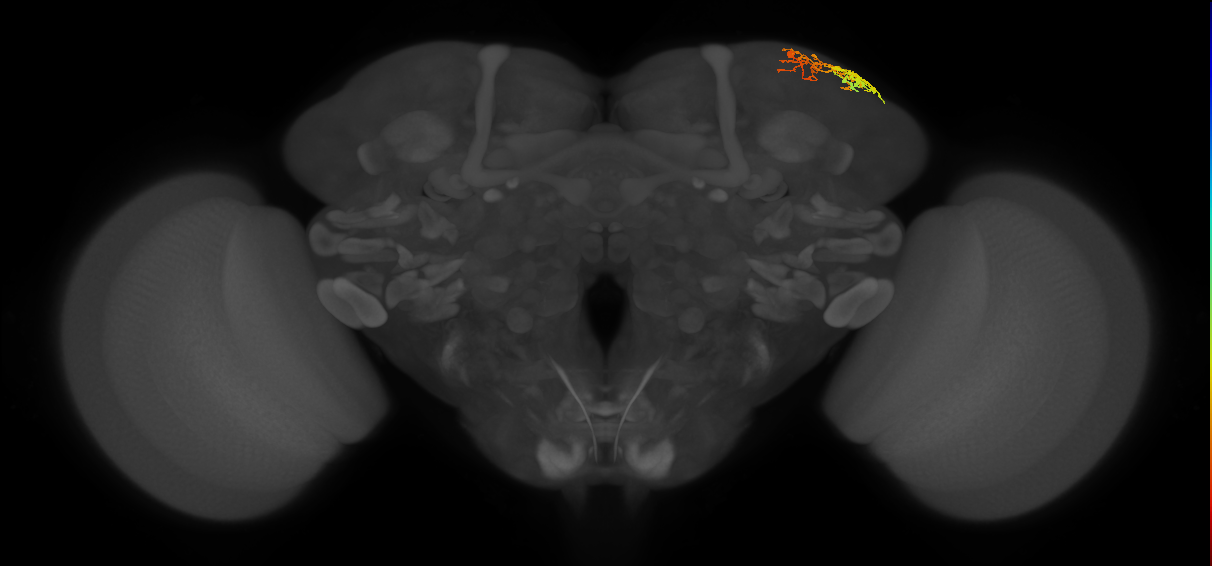 CB1154_R (MaleCNS:74195)