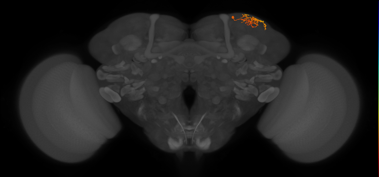 CB1154_R (MaleCNS:157771)