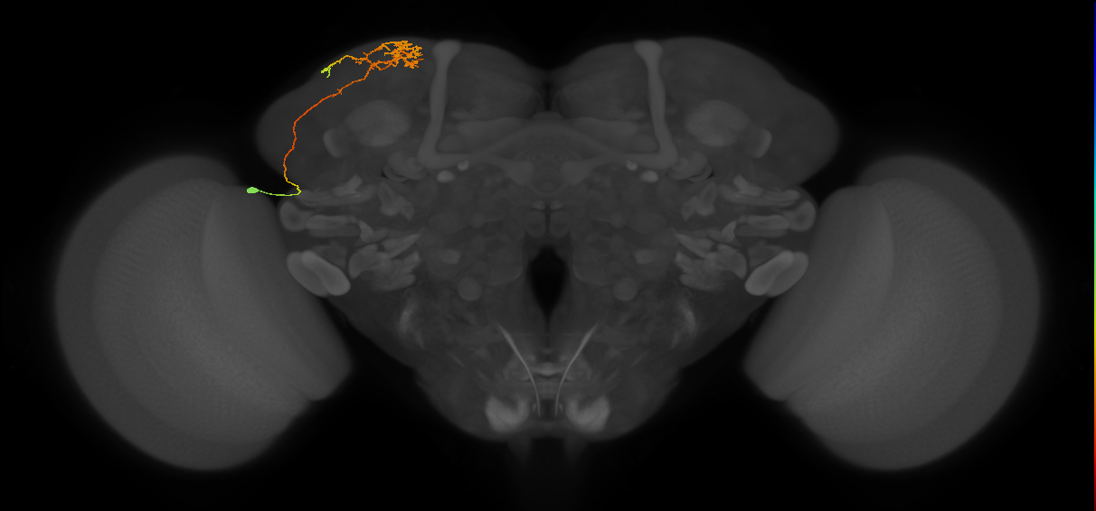 CB1178_L (MaleCNS:106850)