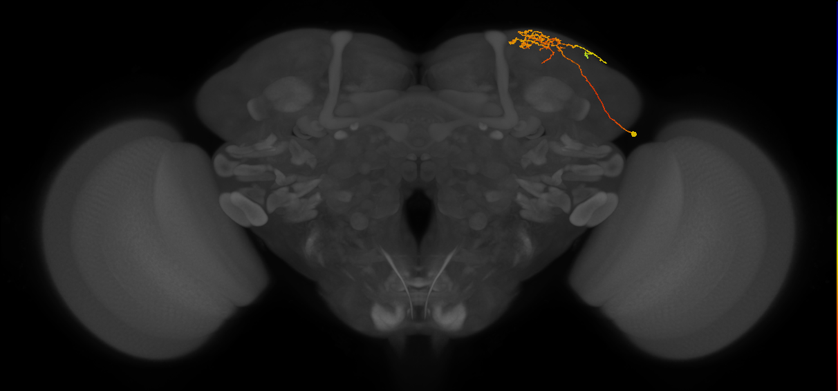 CB1178_R (MaleCNS:114369)