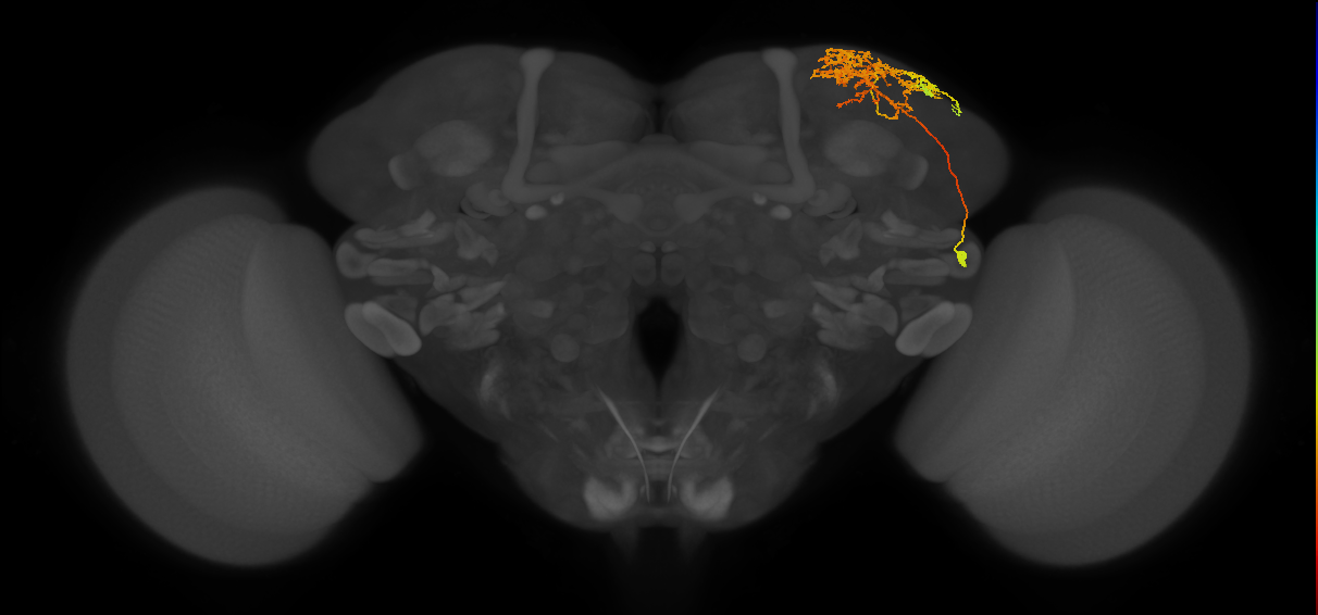 CB1178_R (MaleCNS:24770)