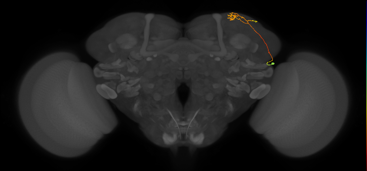 CB1178_R (MaleCNS:82379)