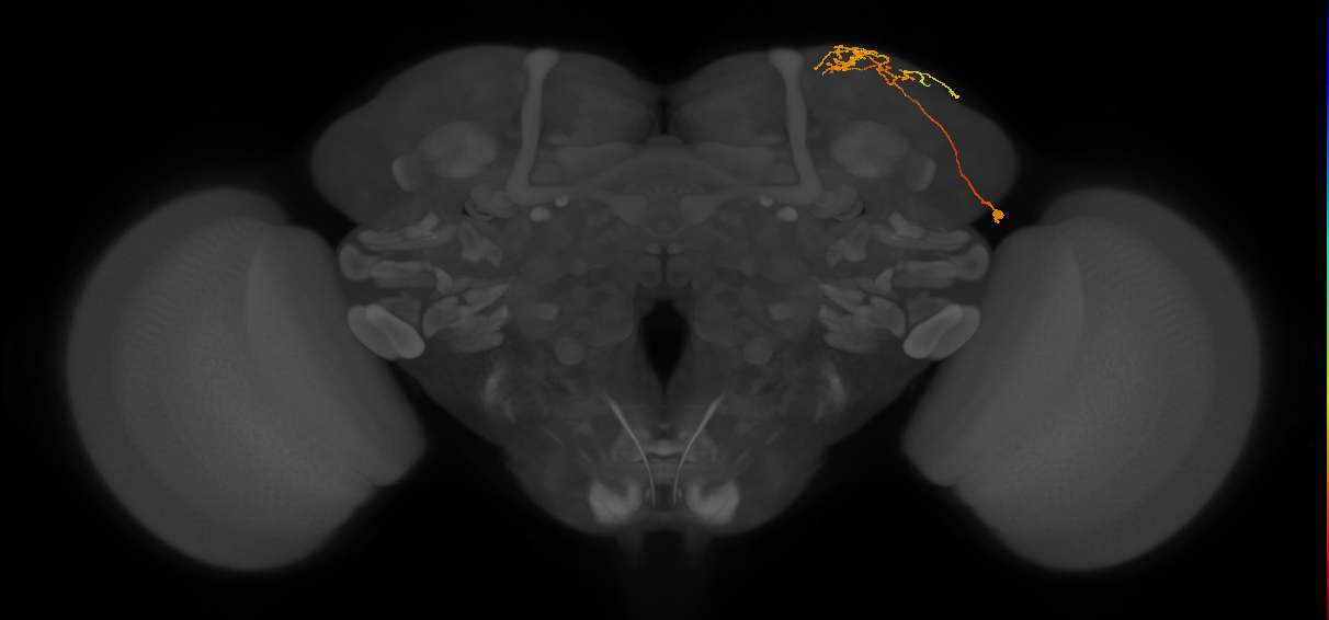CB1178_R (MaleCNS:97525)