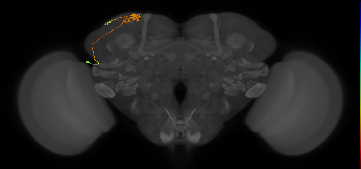 CB1178_L (MaleCNS:57660)
