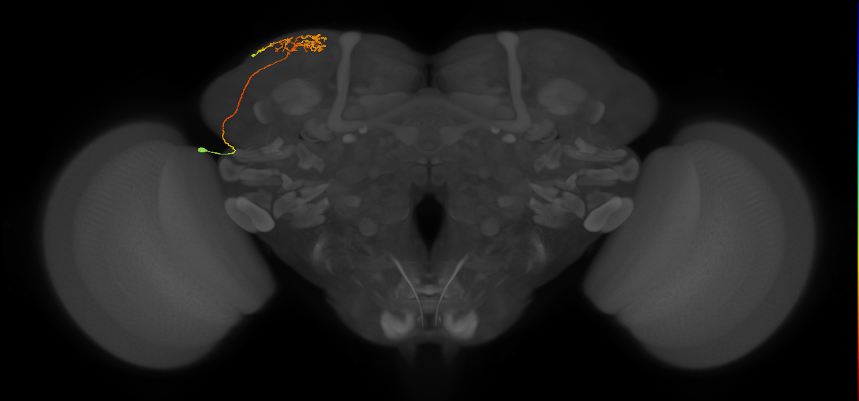CB1178_L (MaleCNS:64884)