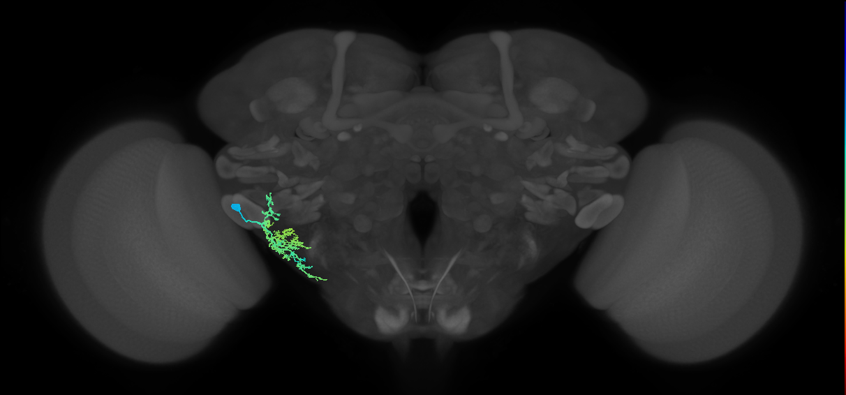 CB1206_L (MaleCNS:24343)
