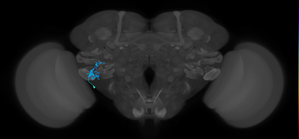 CB1207_a_L (MaleCNS:136465)