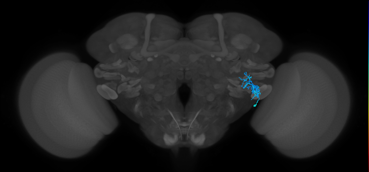 CB1207_a_R (MaleCNS:517878)