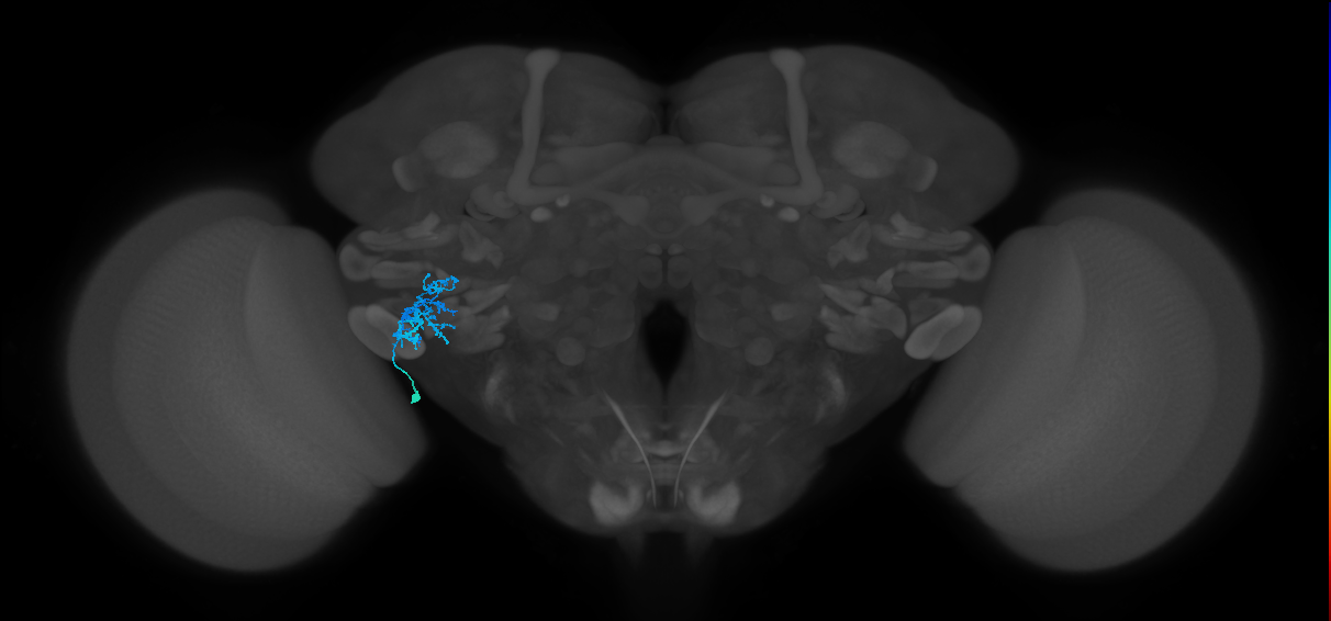 CB1207_a_L (MaleCNS:51704)
