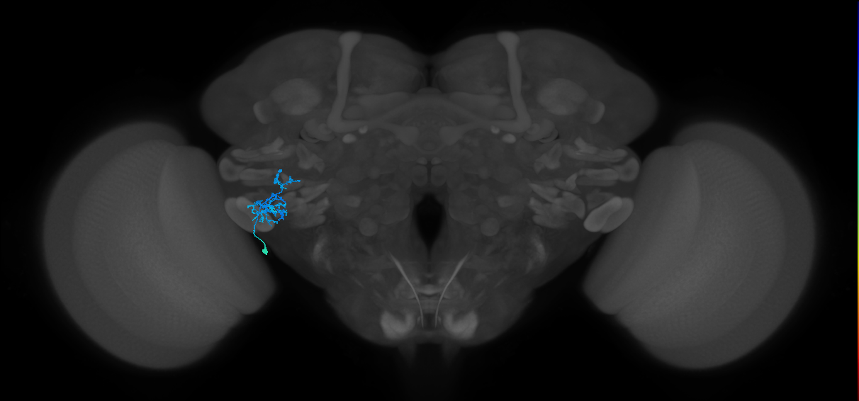 CB1207_a_L (MaleCNS:62326)