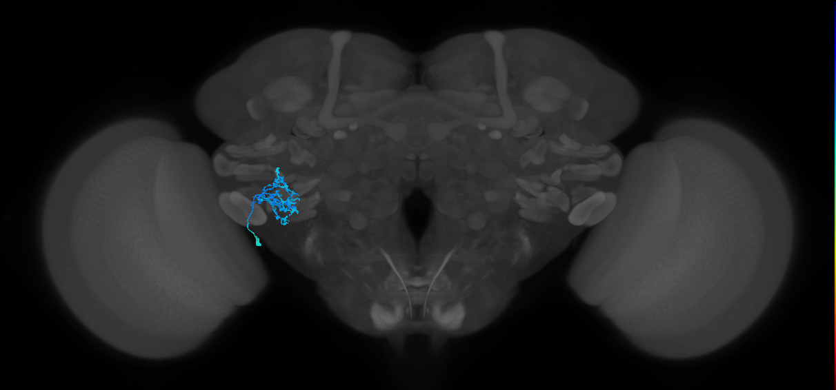 CB1207_b_L (MaleCNS:513949)