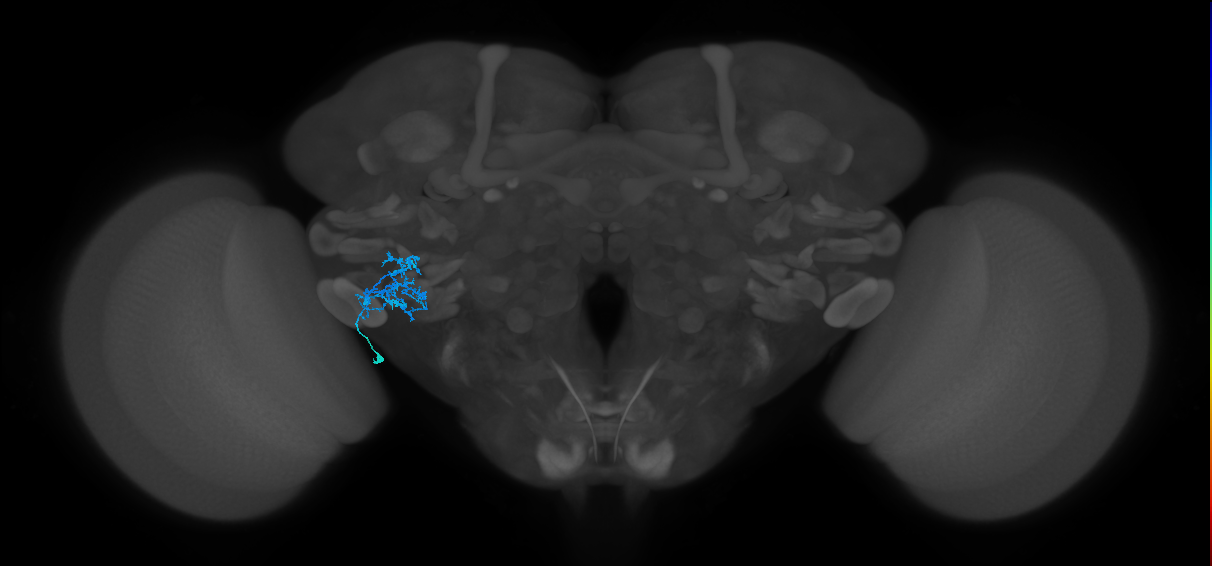 CB1207_b_L (MaleCNS:542994)