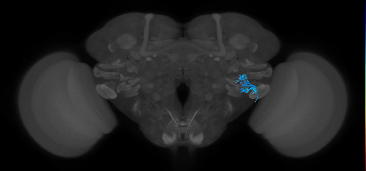 CB1207_b_R (MaleCNS:556759)