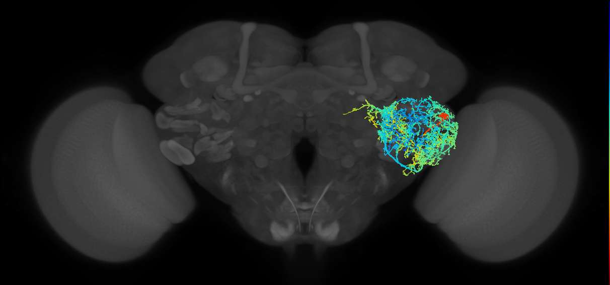 serotonergic LP1 neuron