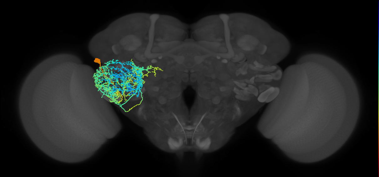 serotonergic LP1 neuron