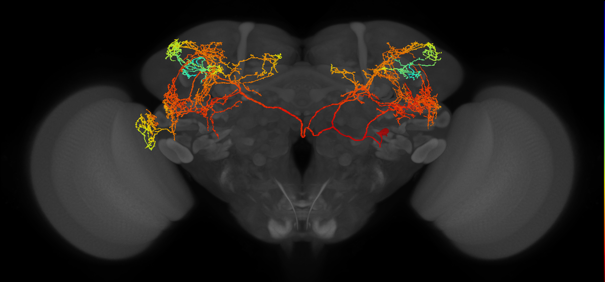 serotonergic IP neuron