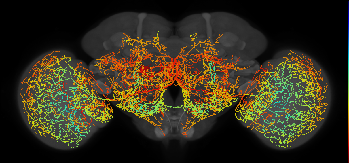 serotonergic IP neuron