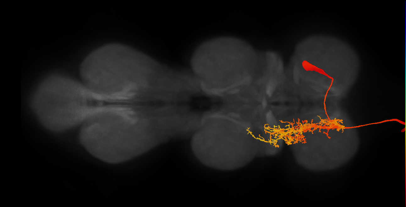 ADNM1 MN_R (MaleCNS:801678)
