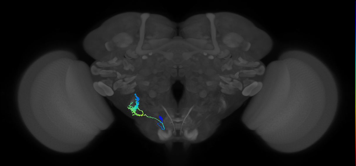 gnathal ganglion neuron