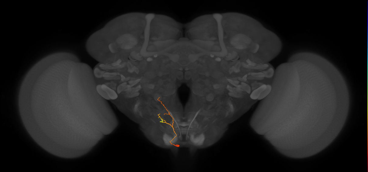 NB6-2 lineage neuron