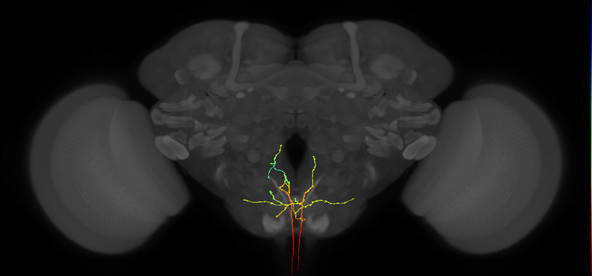 AN00A006_M (MaleCNS:513235)