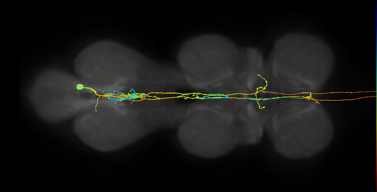 AN00A006(514441)_M (MaleCNS:514441)