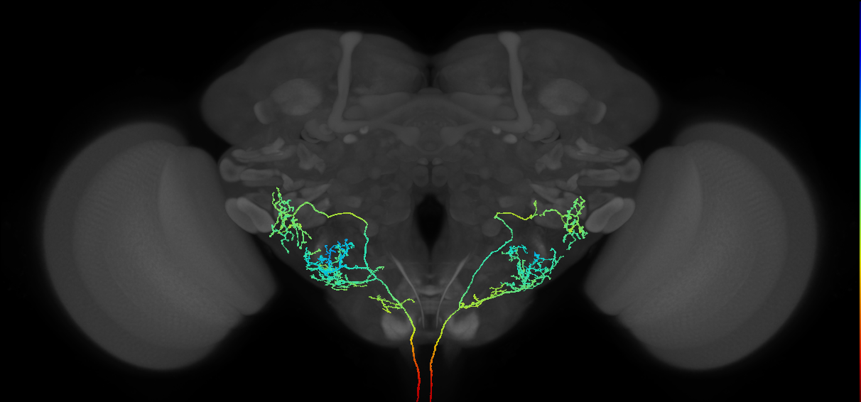 AN01A086_L (MaleCNS:518426)