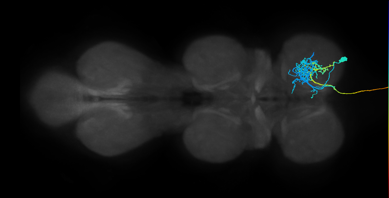 AN01B004(25819)_R (MaleCNS:25819)