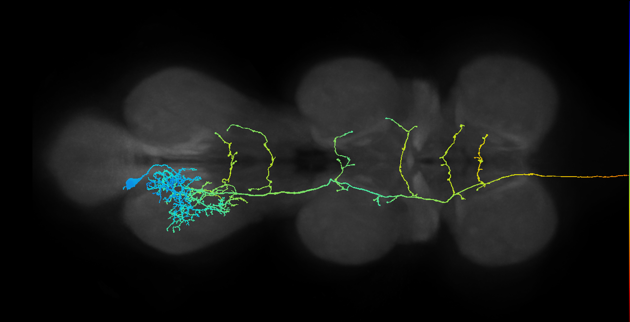 adult VNC neuron