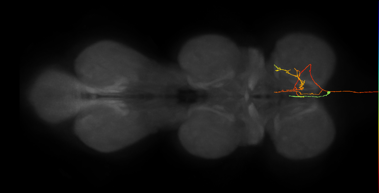 NB2-1 lineage primary neuron
