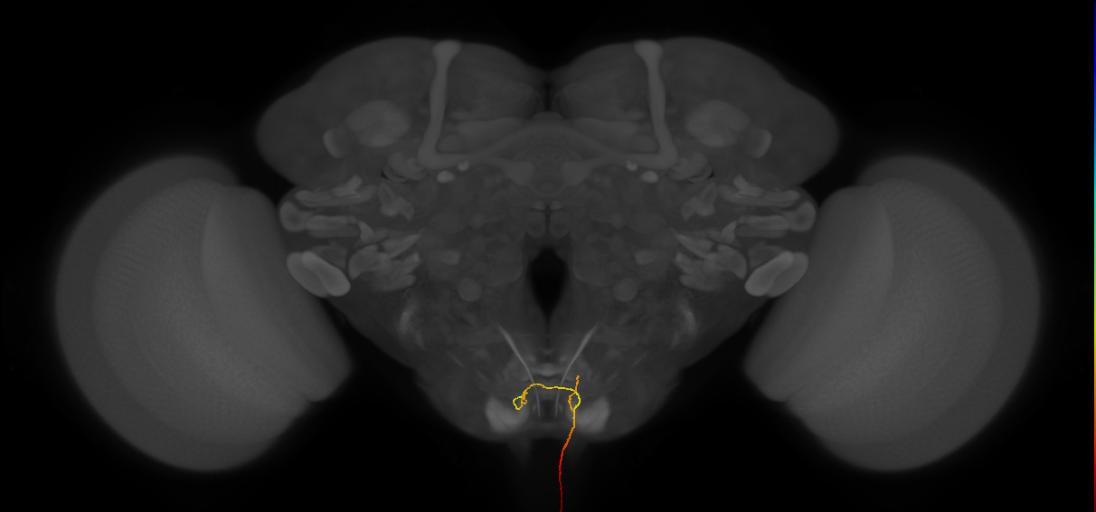 AN04A001_R (MaleCNS:93227)