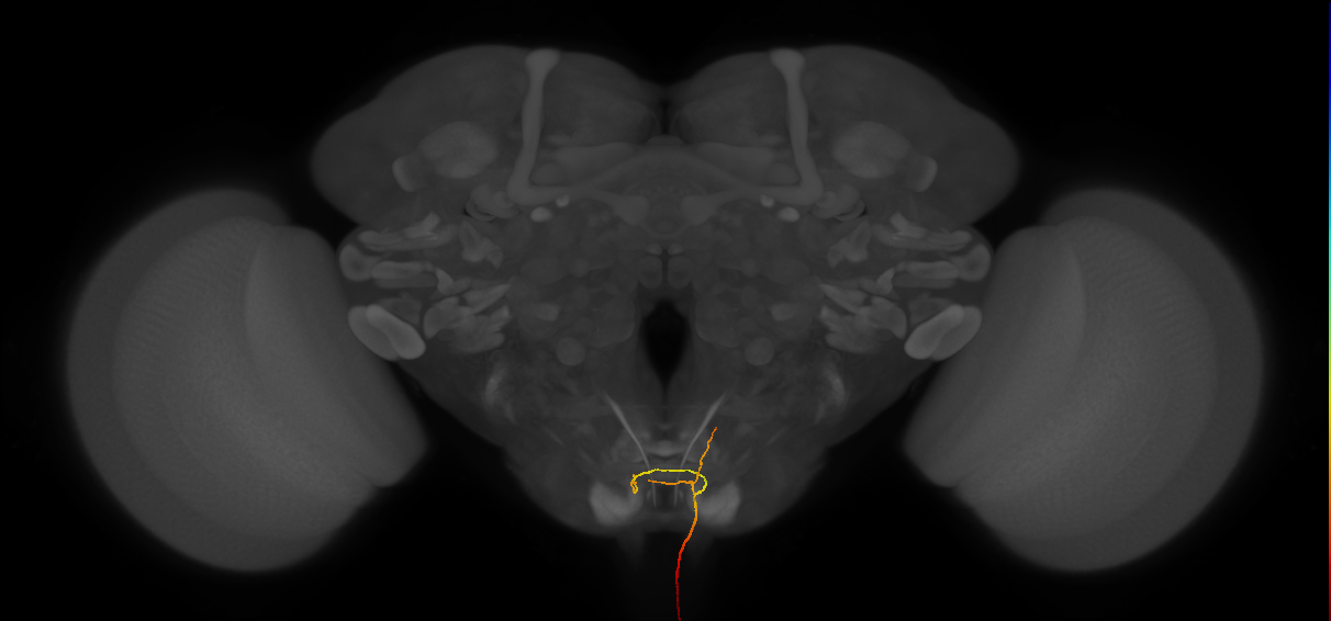 AN04A001_R (MaleCNS:82880)