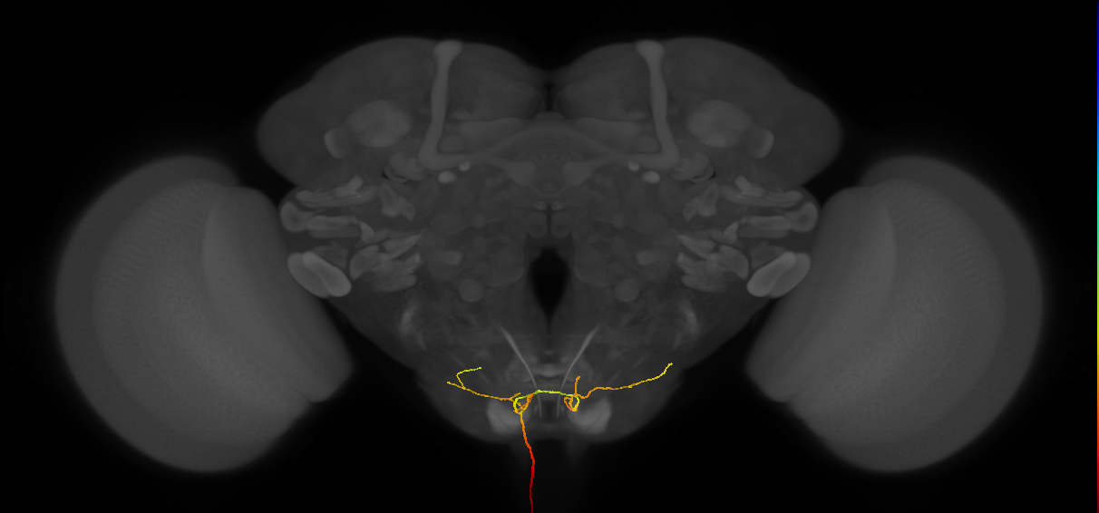 AN04A001_L (MaleCNS:46240)
