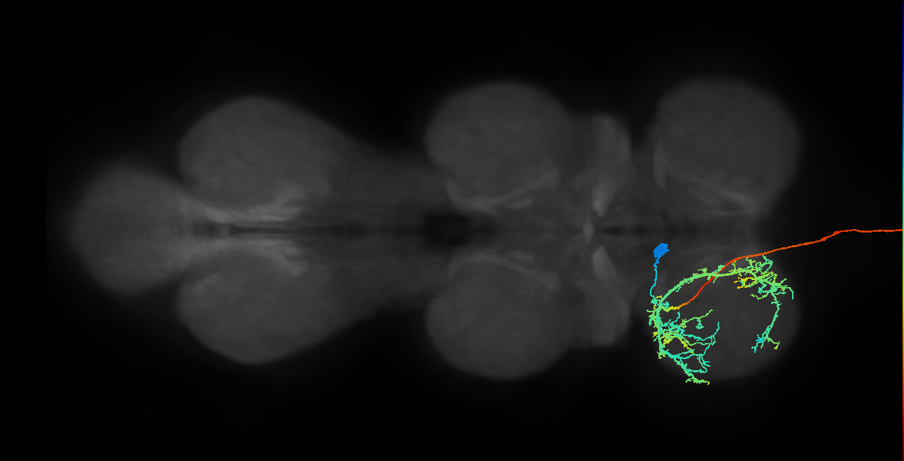 NB3-1 lineage primary neuron