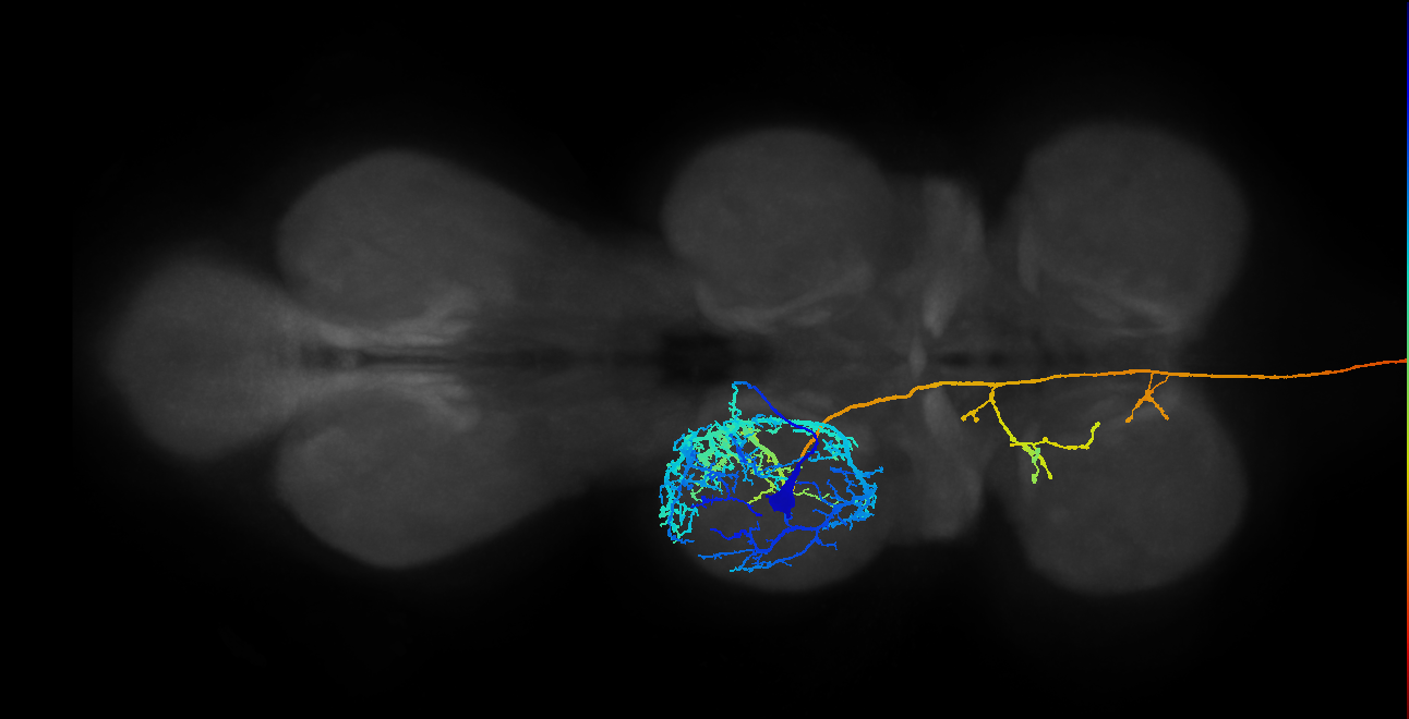 NB3-1 lineage primary neuron