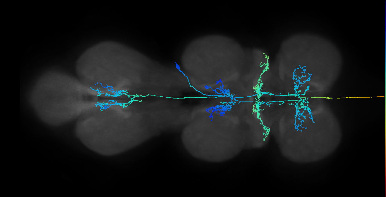 NB5-3 lineage neuron