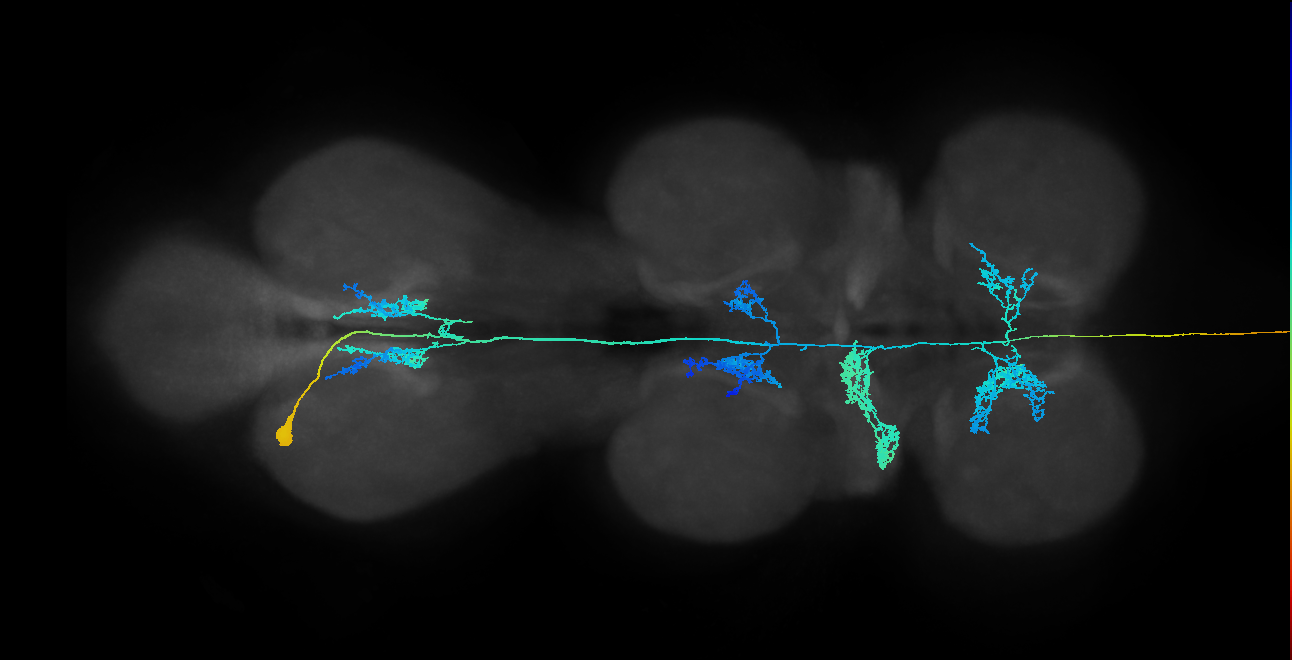 NB5-3 lineage neuron