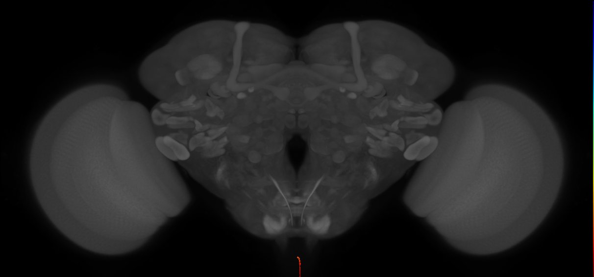 AN05B023b_R (MaleCNS:801269)