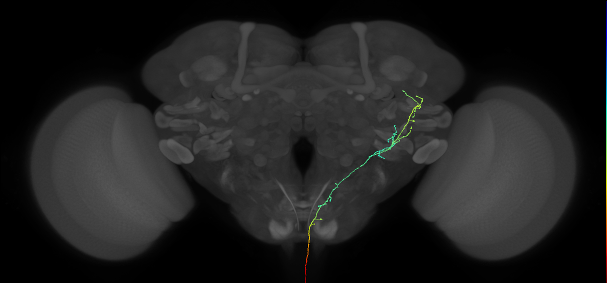 AN05B050_b_L (MaleCNS:575398)
