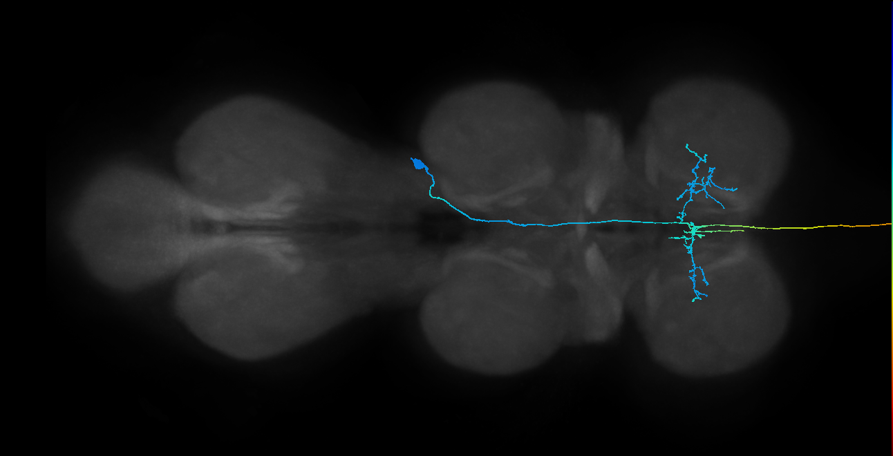 AN05B076_R (MaleCNS:511881)