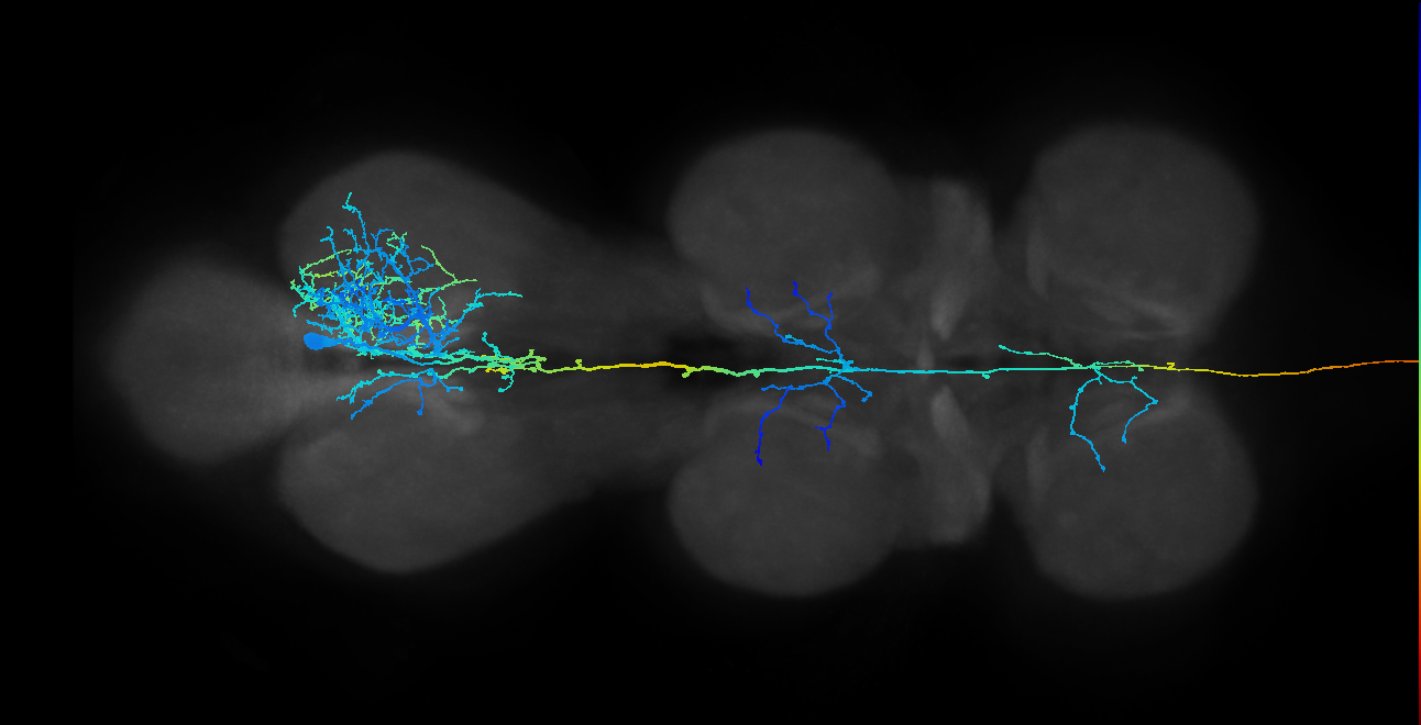 AN05B100_R (MaleCNS:40114)