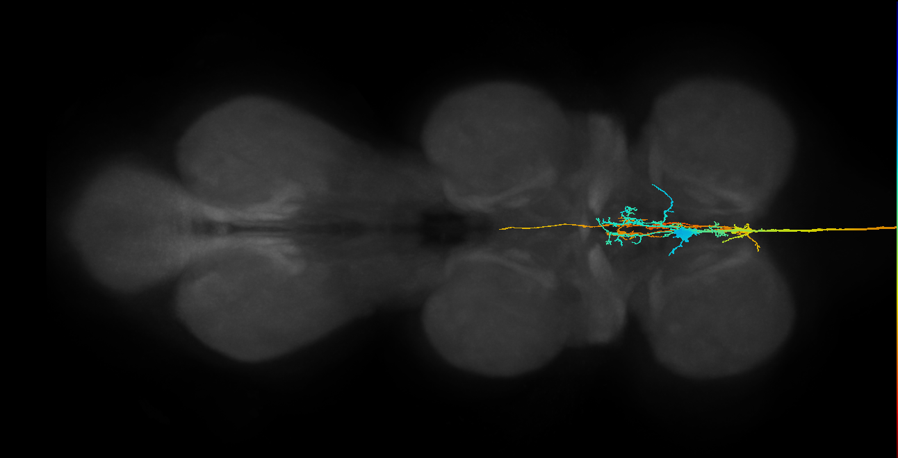 AN05B101_L (MaleCNS:10165)