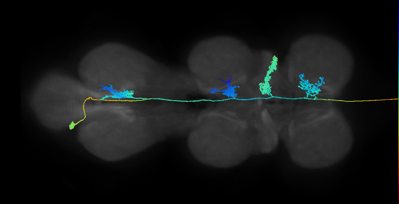 NB5-3 lineage neuron
