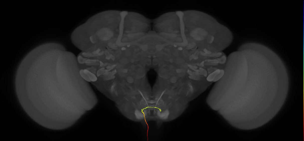 AN05B104_L (MaleCNS:113323)