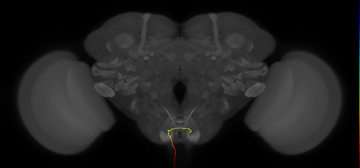 AN05B104_R (MaleCNS:130140)
