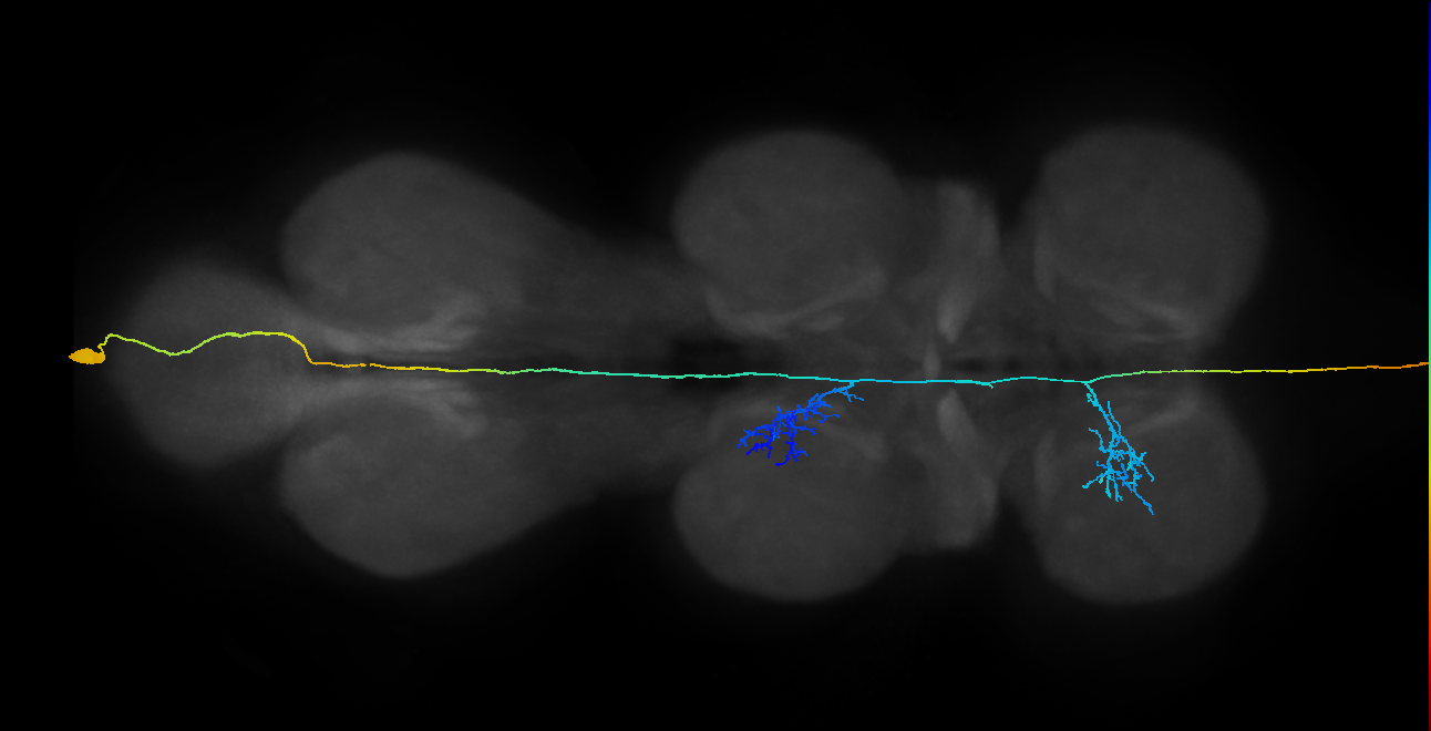 NB5-3 lineage primary neuron
