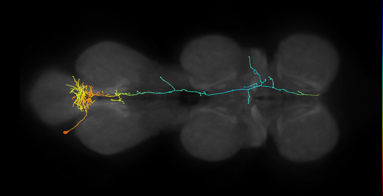 NB5-3 lineage neuron