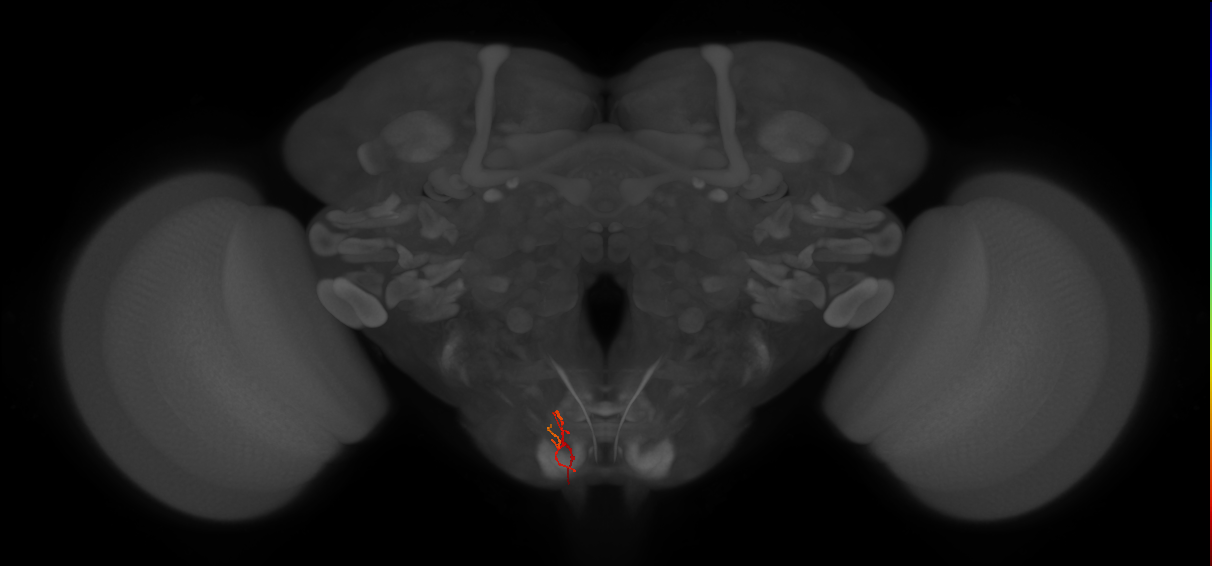 AN06A062_R (MaleCNS:134221)