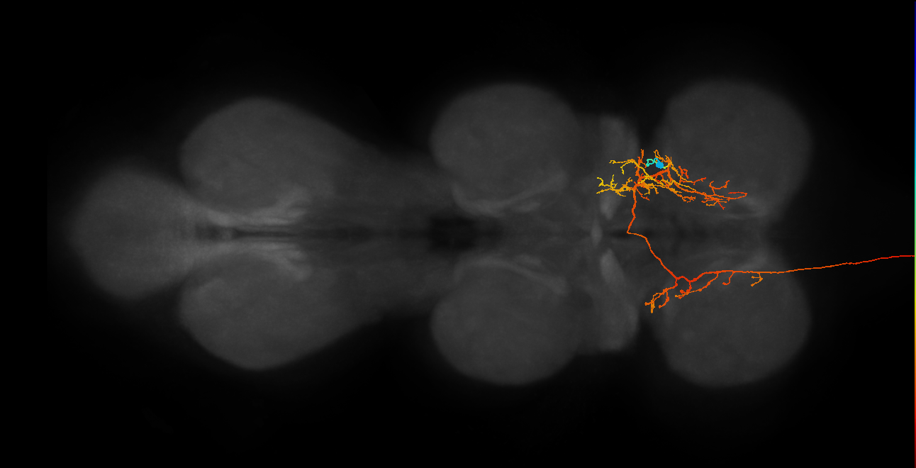 AN06A062_R (MaleCNS:134221)